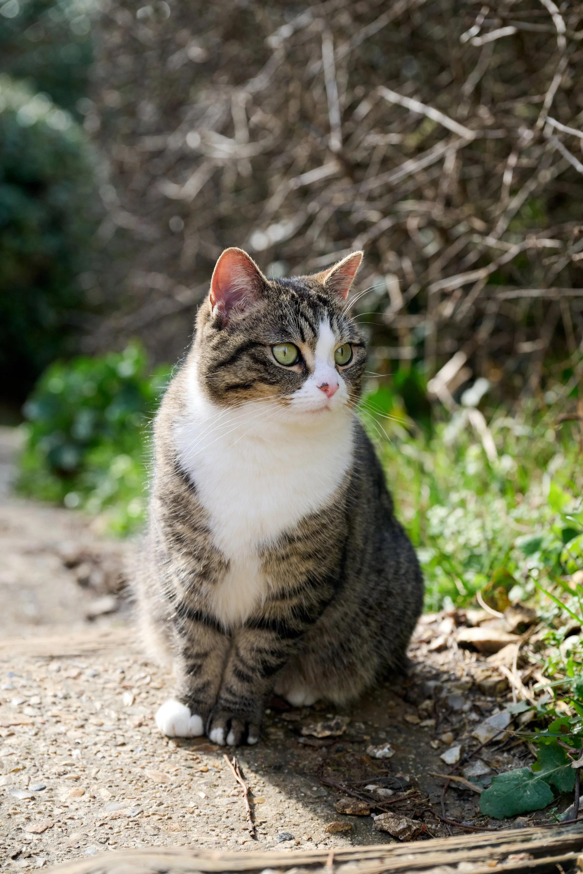 Cat at Étretat